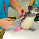 Penguin and Marine Bird Sanctuary