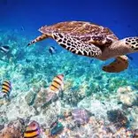 IVHQ Zanzibar Turtle Conservation 