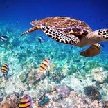 IVHQ Zanzibar Turtle Conservation
