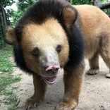 Rescued bear at Cambodian Sanctuary