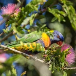 Lovebird in a tree