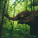 Elephant in the forest
