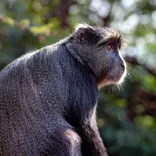 thoughtful primate