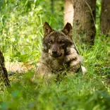 Wolf conservation in Portugal with IVHQ