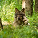 Wolf conservation in Portugal with IVHQ