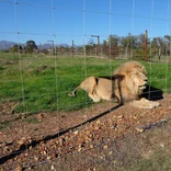 Lion Sanctuary
