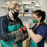 Seabird Rescue