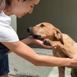 Volunteer takes care of a dog in the Animal Welfare Project in Bilbao