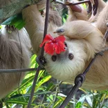 Animal Sanctuary for Sloths, Monkeys, Birds & Turtles