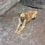 Street Dogs Project in Cusco, Peru