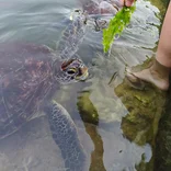 Sea Turtles Zanzibar