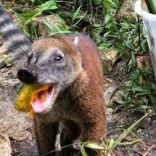 Trainer in Zoo in Quito