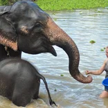 Elephant Animal Welfare in Thailand