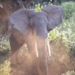 Elephant in the Serengeti