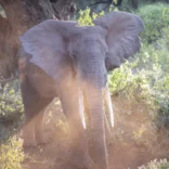 Elephant in the Serengeti