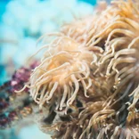 Nusa Penida Coral
