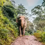 Elephant Sanctuary in Chiang Mai