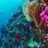Dive on beautiful Koh Tao