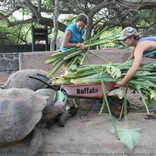 Giant Tortoise Breeding Center Volunteers