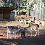 Wildlife Conservation Volunteer Project in Portugal - Miranda do Corvo