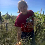 Harvesting tomatoes in early fall.