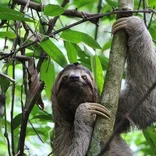 sloth