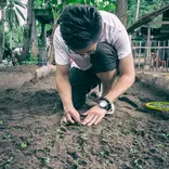 planting