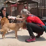 dog shelter