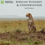 Cheetah in savanna