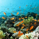 Coral reef in Thailand