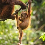 Baby Orangutan 