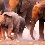 Baby Namibian elephant