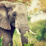 African elephant