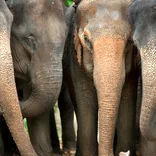 Elephants in Thailand 