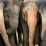 Elephants in Thailand