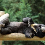Sun bear relaxing