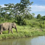Elephant Conservation Volunteer in Nepal