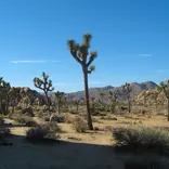 Joshua Tree National Park