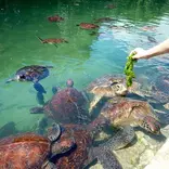 feeding turtles