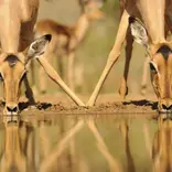 deers drinking out of water