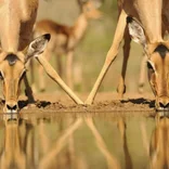 deers drinking out of water