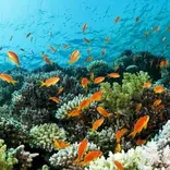 Underwater in thailand