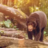 Bears in Borneo