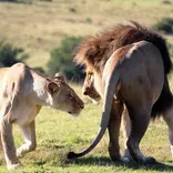 Lions on Reserve