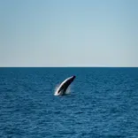 UniSC Animal Ecology field trip to hervey bay - whale watching
