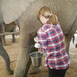 Draining elephant abcess 
