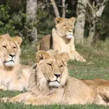 Rescued lions...safe now