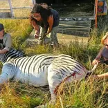 Zebra being treated by students