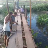 mangroves