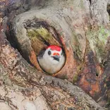 Spotting birds in their natural habitat. Learn bird ID and ecological research skills in Belize!